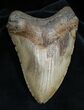 MEGA - Inch Megalodon Tooth #1597-1